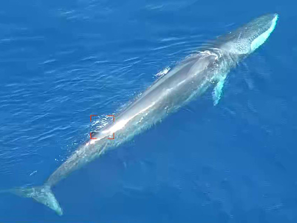 TEKEVER DEVELOPS NEW DEEP LEARNING CAPABILITIES TO DETECT MARINE WILDLIFE FOR THE FIRST TIME, SUPPORTING CONSERVATION EFFORTS